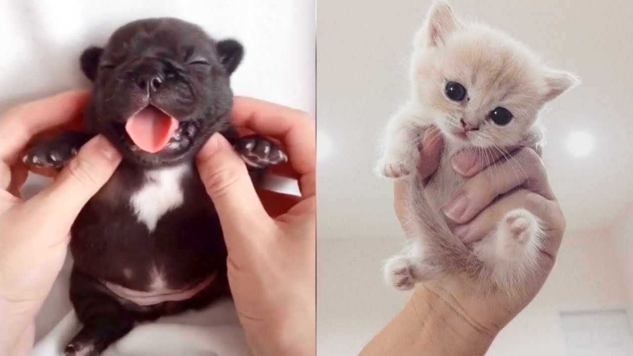 Cute baby animals Videos Compilation cute moment of the animals - Cutest Animals 2023 😍😍😆😆