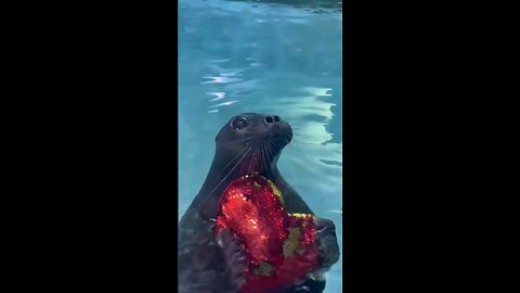 Otterly adorable ❤️