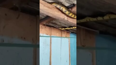 Interior do Estado 🐍