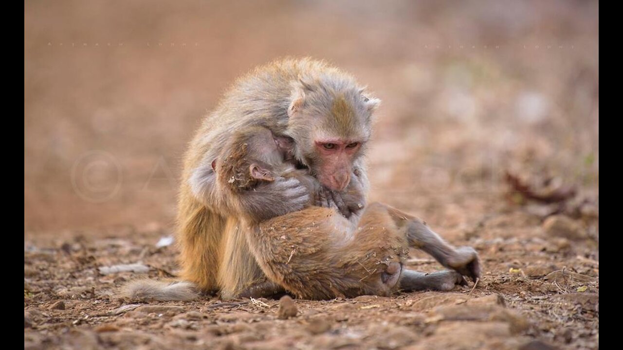 Mother's tenderness for her children