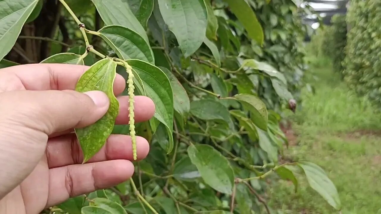 ម្រេចបន្ទាប់ពីប្រមូលផលហើយ ត្រូវធ្វើអ្វីបន្ត #ម្រេច #blackpepper