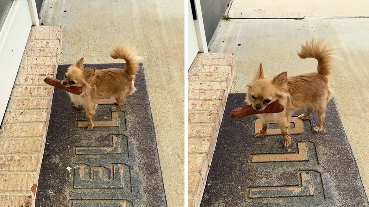 Chihuahua Brought Home An Unexpected Dinner