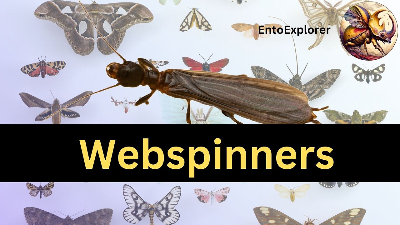 Introduction to Insect Taxonomy and Identification - Part 22 - Order Embiidina