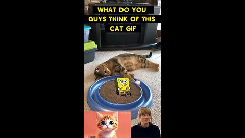 Cute Cat Gif