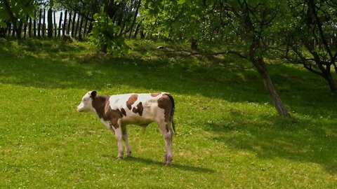 Calf in the garden