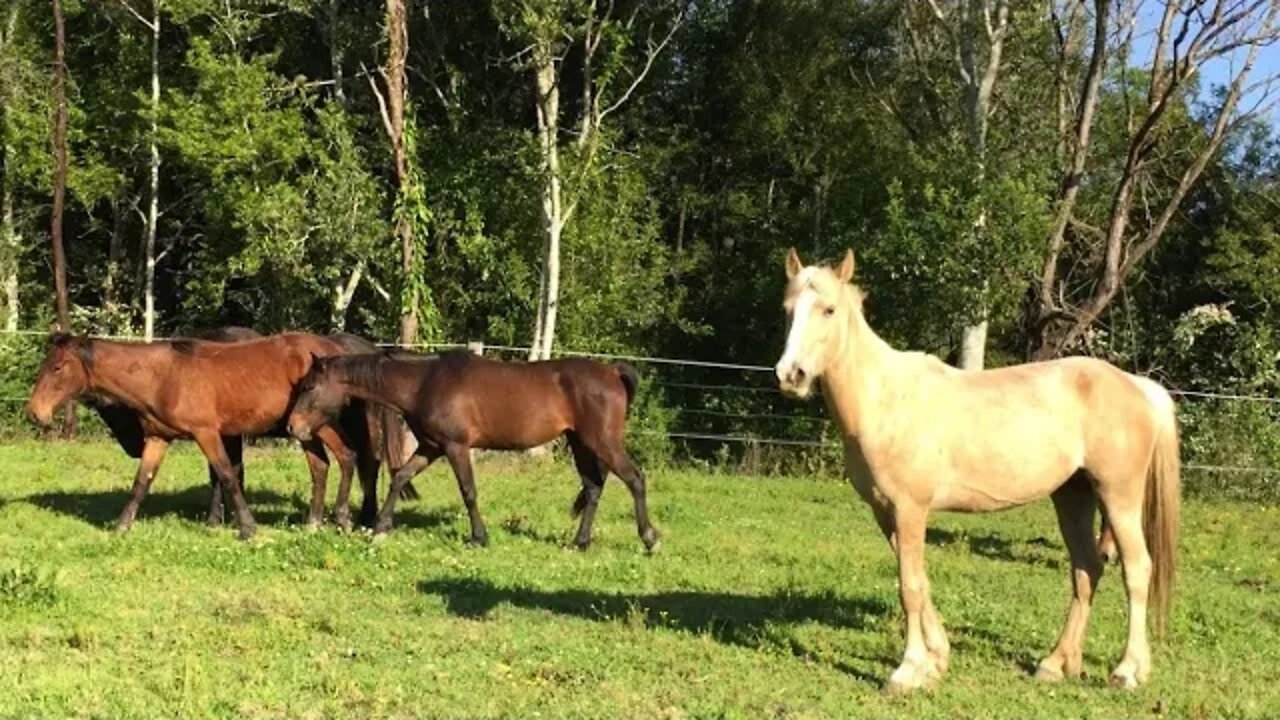 Horses disturbed by a motorbike run away - interesting herd dynamics