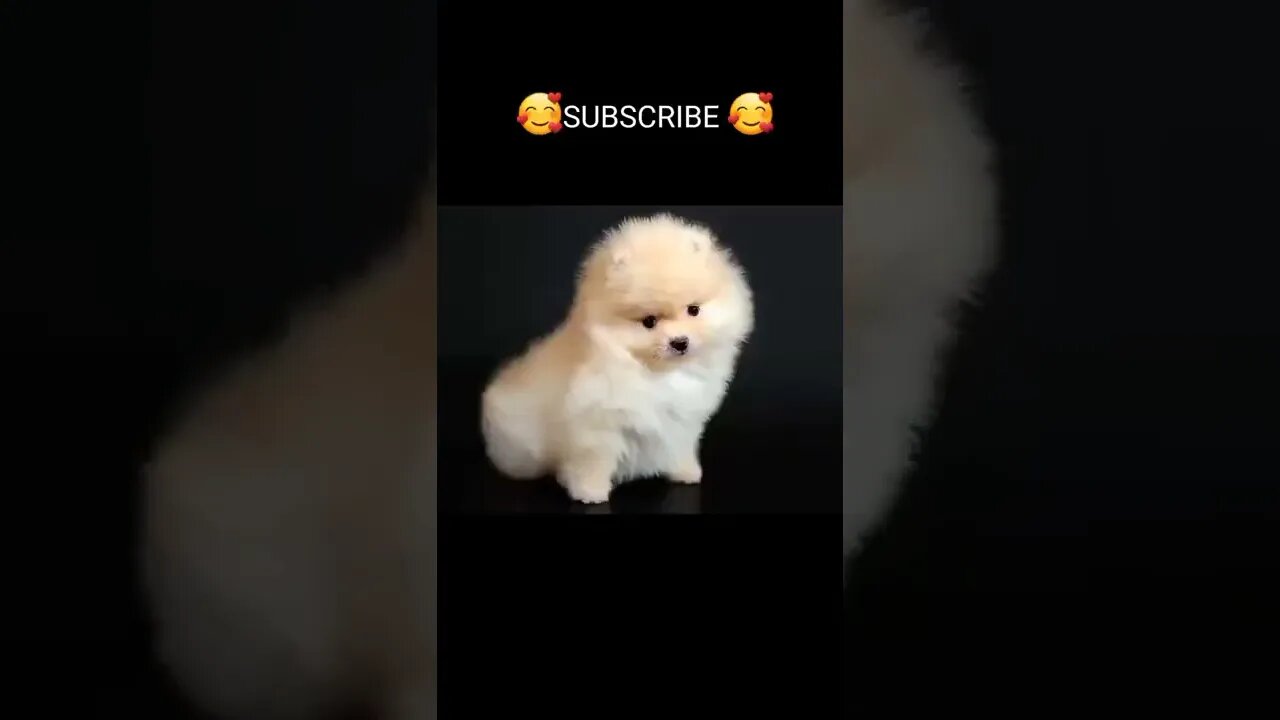 Funny & Cute Dog Compilation TikTok #shorts 😻1080p 3