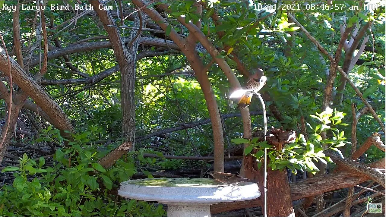 Northern Flicker Returns