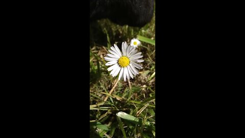 Subtle Summer Flowers