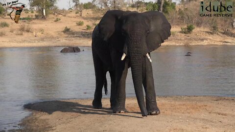 Elephants Playing In The Water