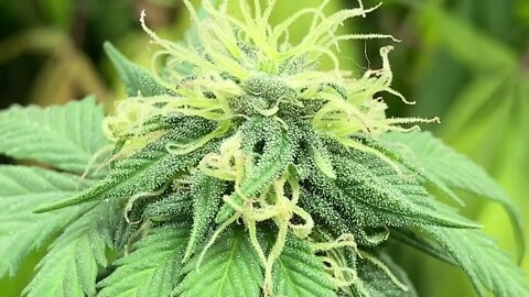 Amnesia Haze Flowering