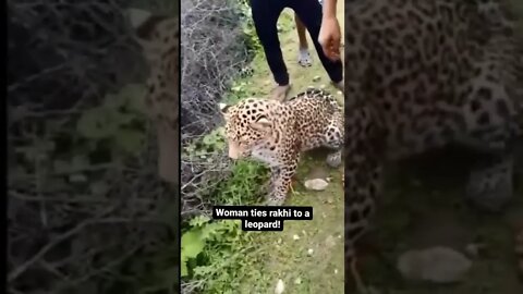 Woman ties rakhi to a leopard