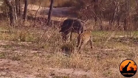 Young leopard isn’t quite sure what to do