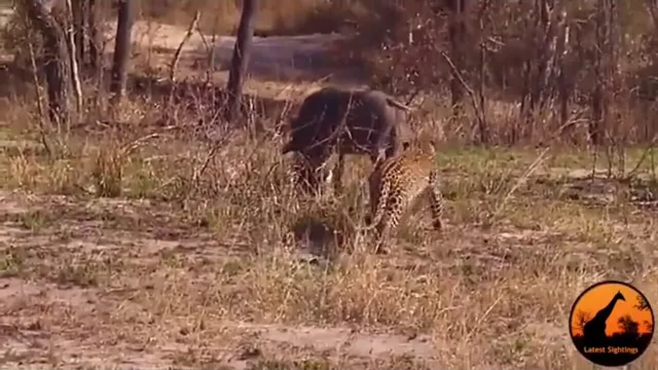 Young leopard isn’t quite sure what to do