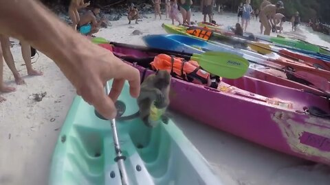 Monkey see, Monkey do!