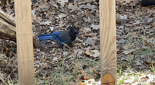 Steller’s Jay Finds Acorn