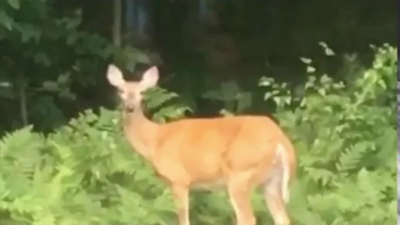 Deer came to visit me in the backyard again and he brought a friend...