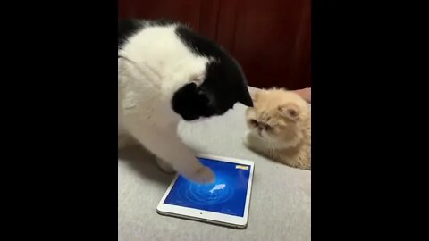 He won't let him play in peace