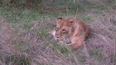 Lion Cleaning Face and Yawning