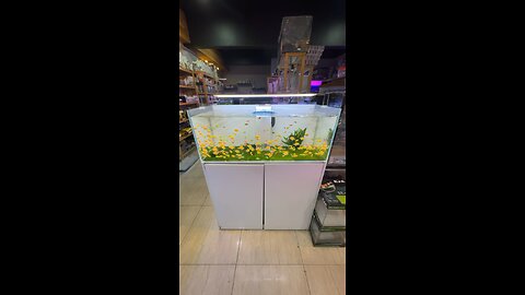 color glow tetra my shop