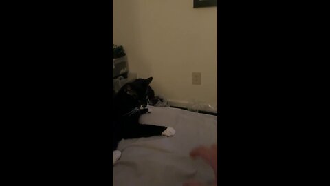 Funny cat