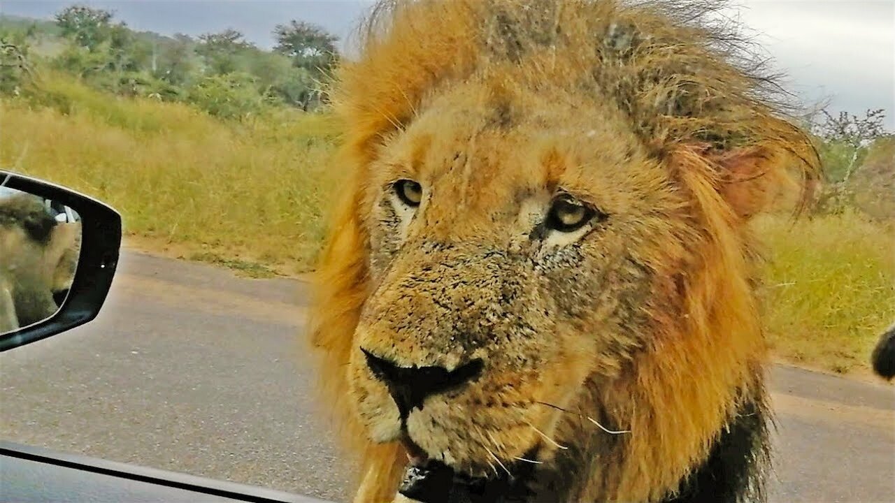 When 3 Huge Lions Surround Tiny Car
