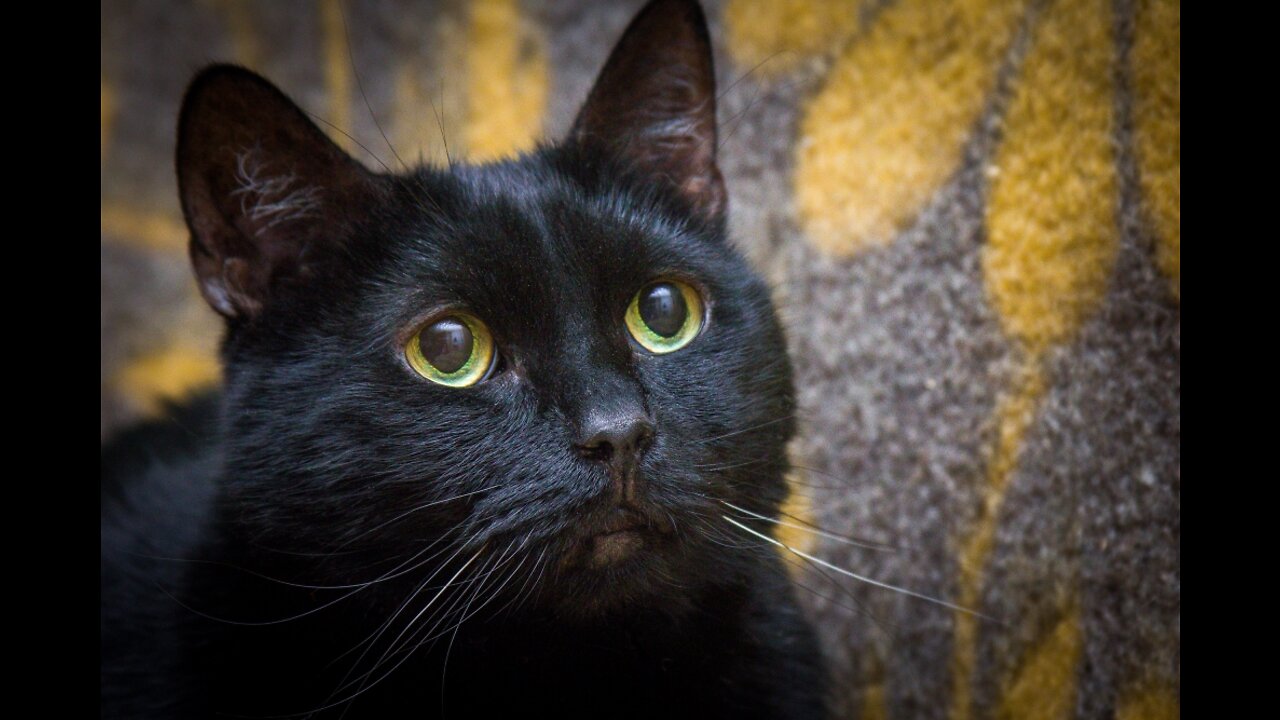 The Cat News
