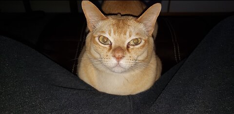The Ballad Of Cat Randal