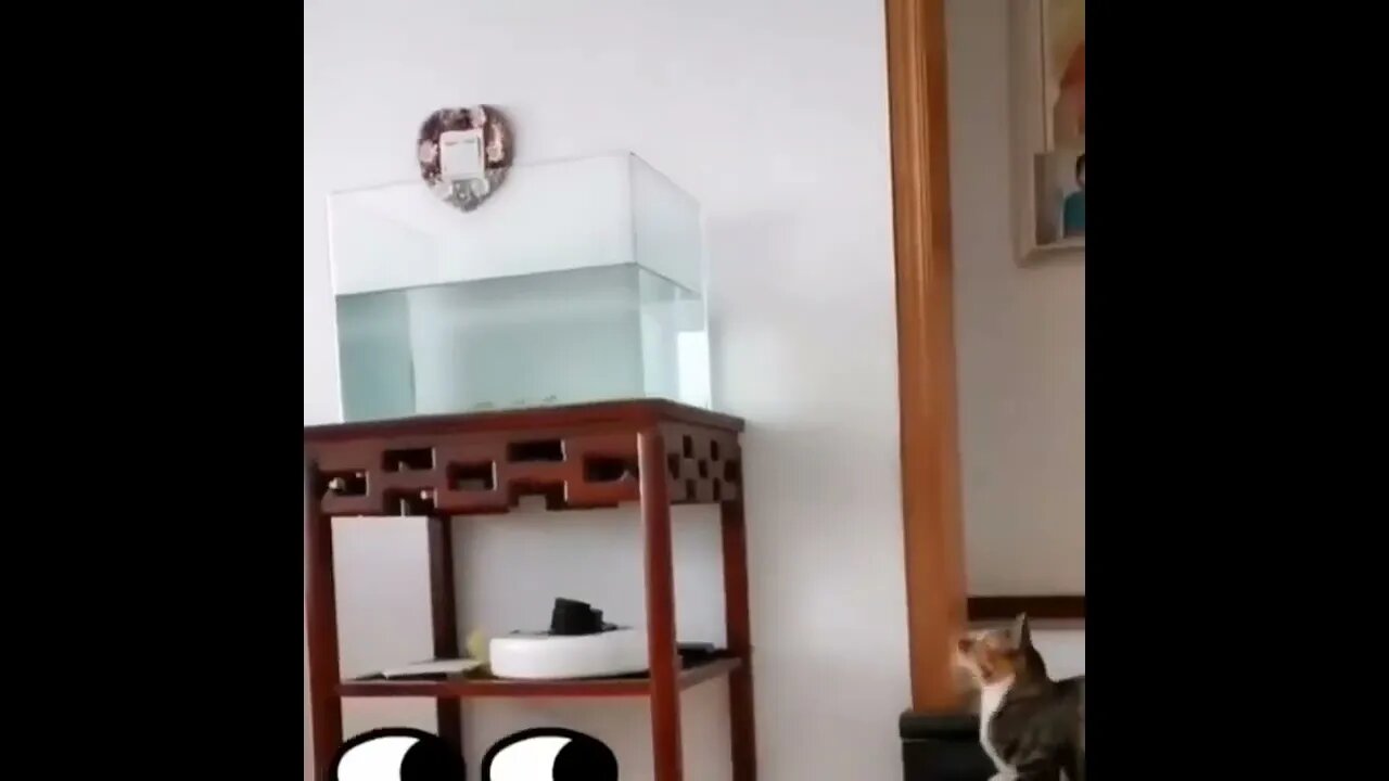 funny Cat #shorts #youtubeshorts