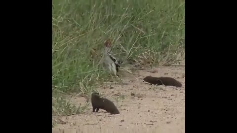 Oscar goes to..... ⭐️