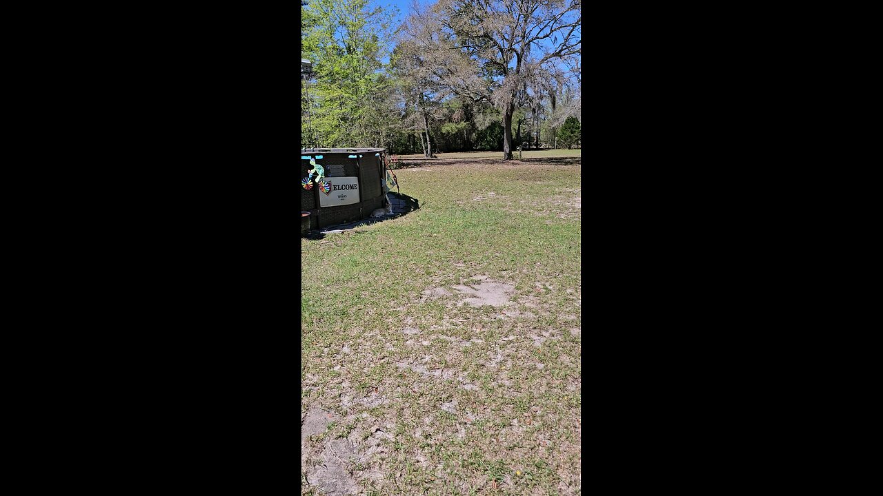 tree pollen with a crazy cat wanting Attention 💕😆