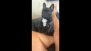French Bull dog speaking