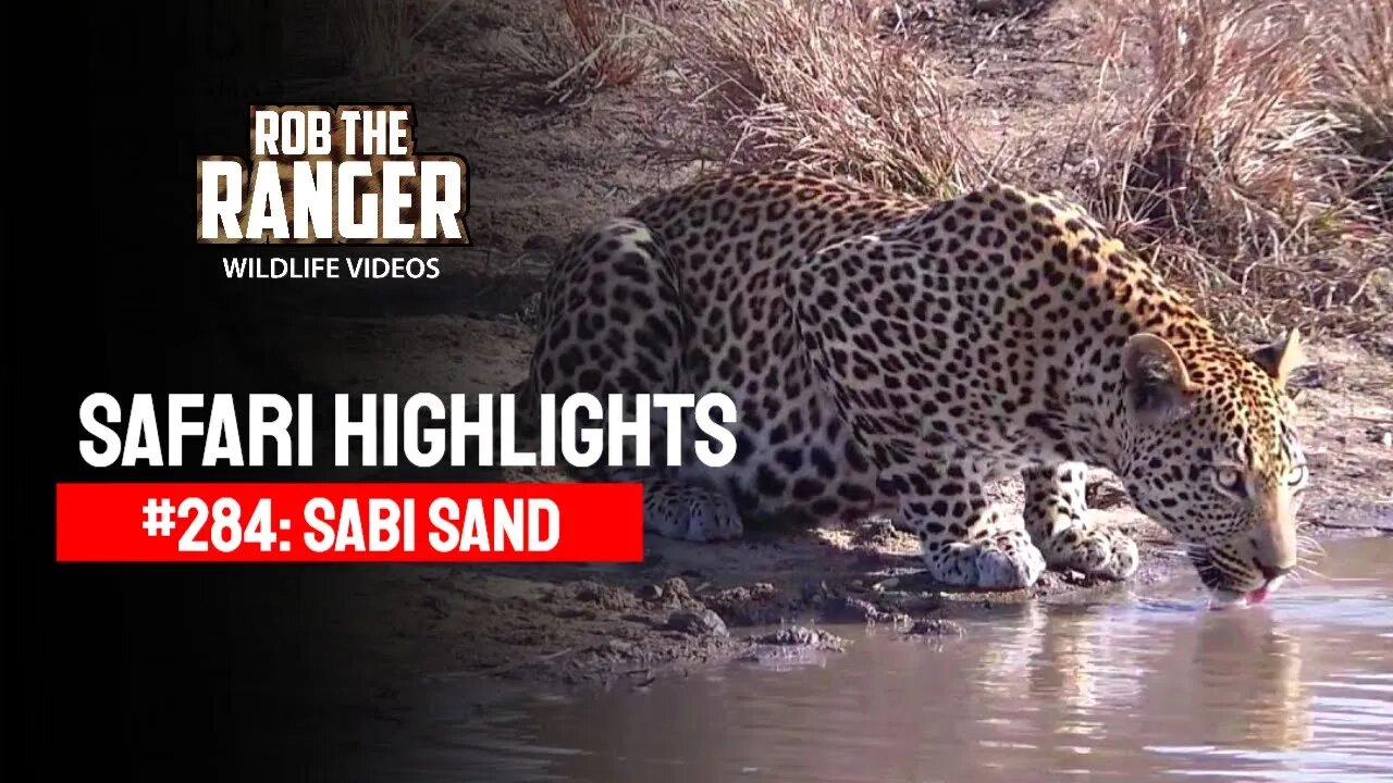 Safari Highlights #284: 26 - 29 July 2014 | Sabi Sand Nature Reserve | Latest Wildlife Sightings