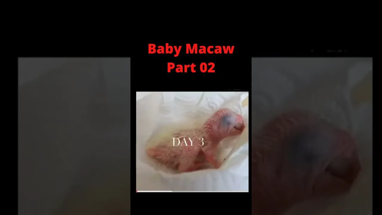 Baby Macaw feeding part02