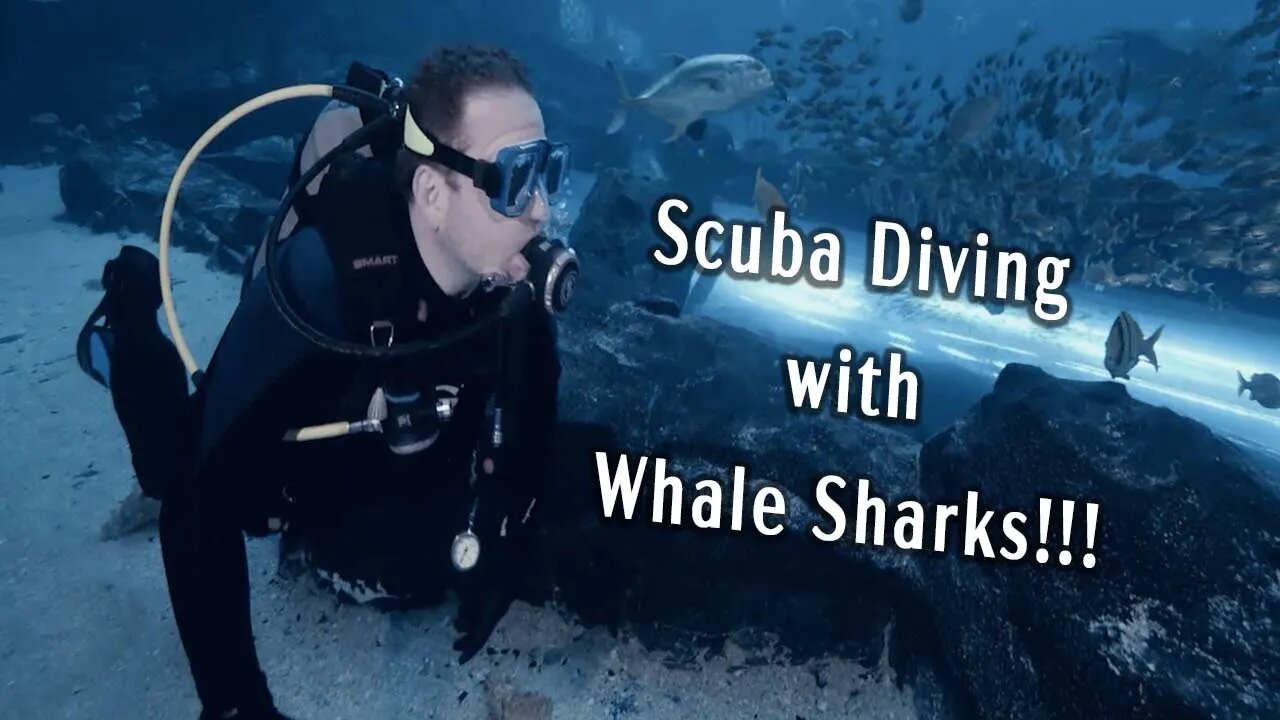 Scuba Diving with Whale Sharks at the Georgia Aquarium!