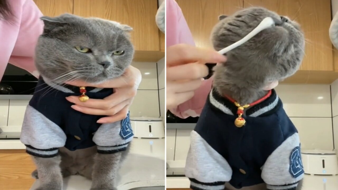 The cat that is still sleepy is dressed and brushes his teeth