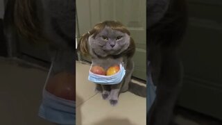 gatinho mandrakão #shorts