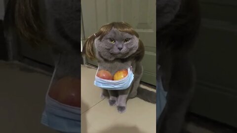 gatinho mandrakão #shorts