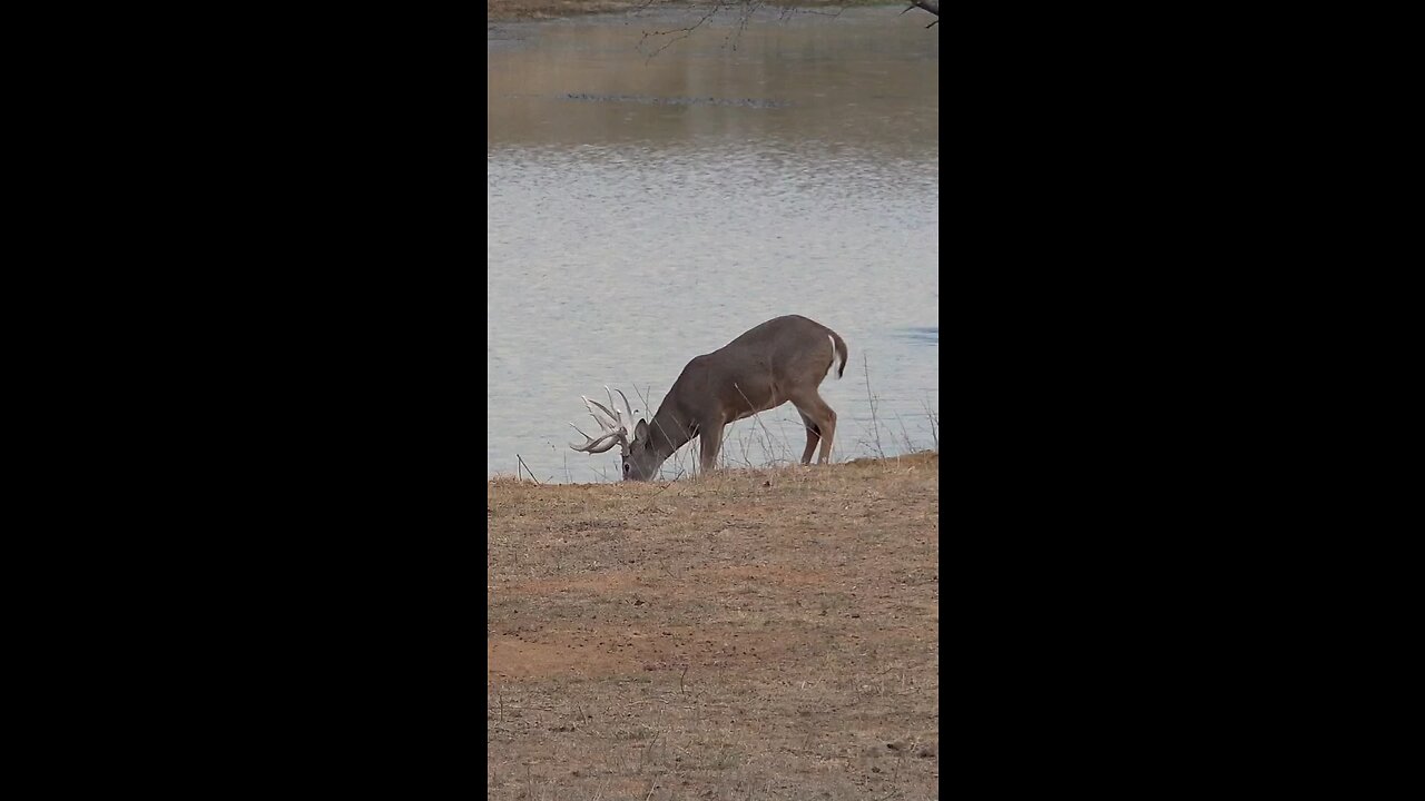 What a Shot and Drop!