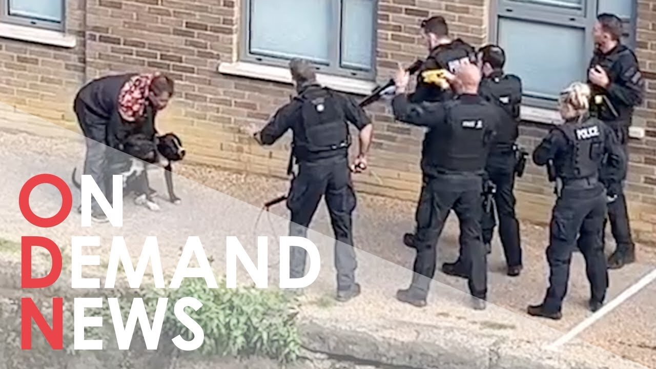 Met police shoot two dogs and taser man in East London