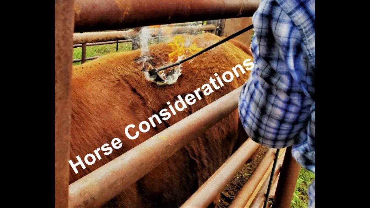 Considerations When PURCHASING Horses (In the Chute - Round 77)