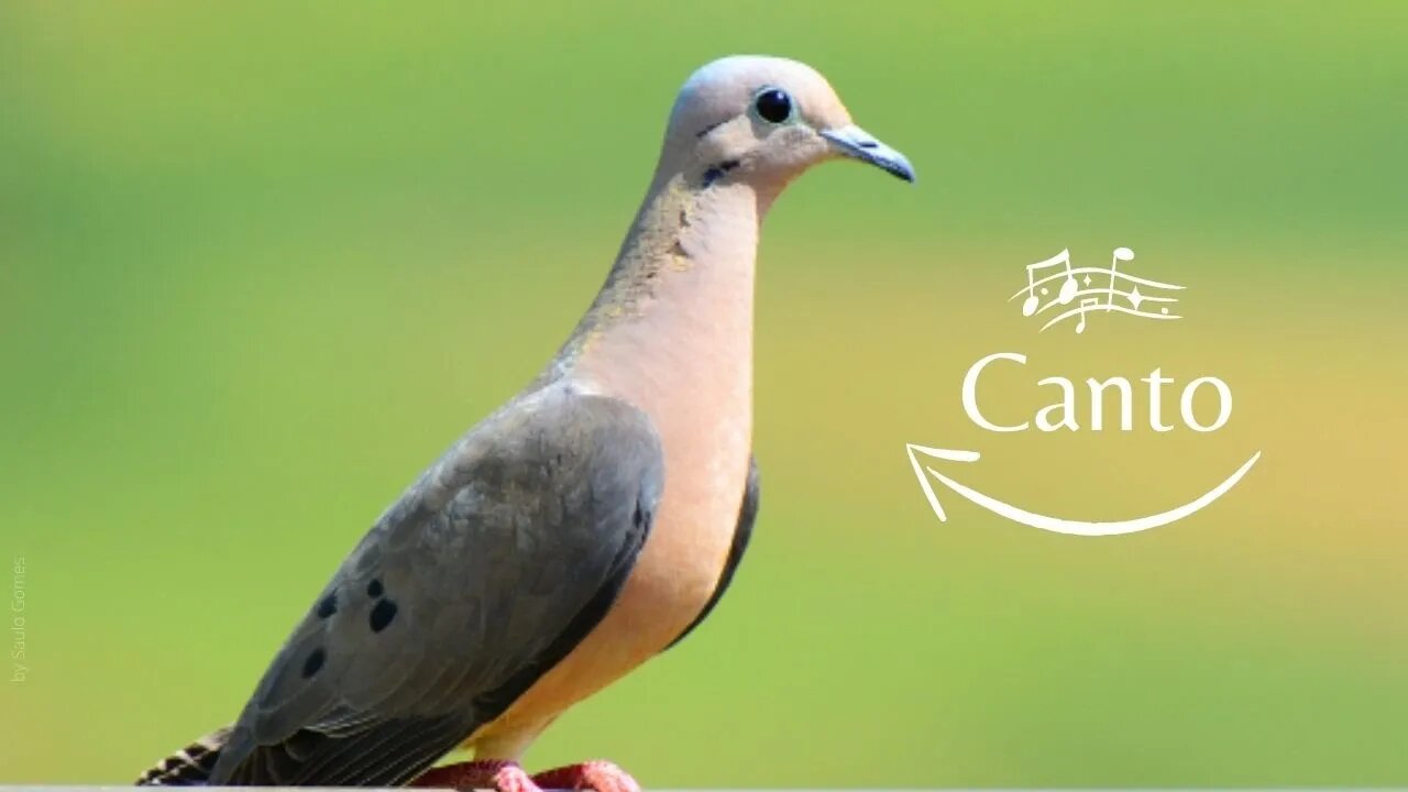 Eared Dove [Zenaida Auriculata] Canto da AVOANTE