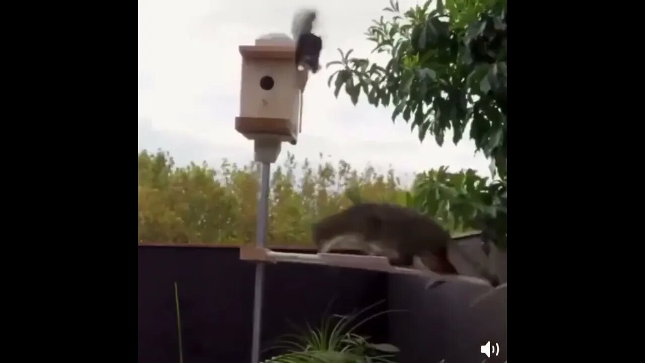 Bird Feeder Anti-Cat Trap