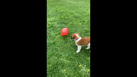 Puppy vs Ballon