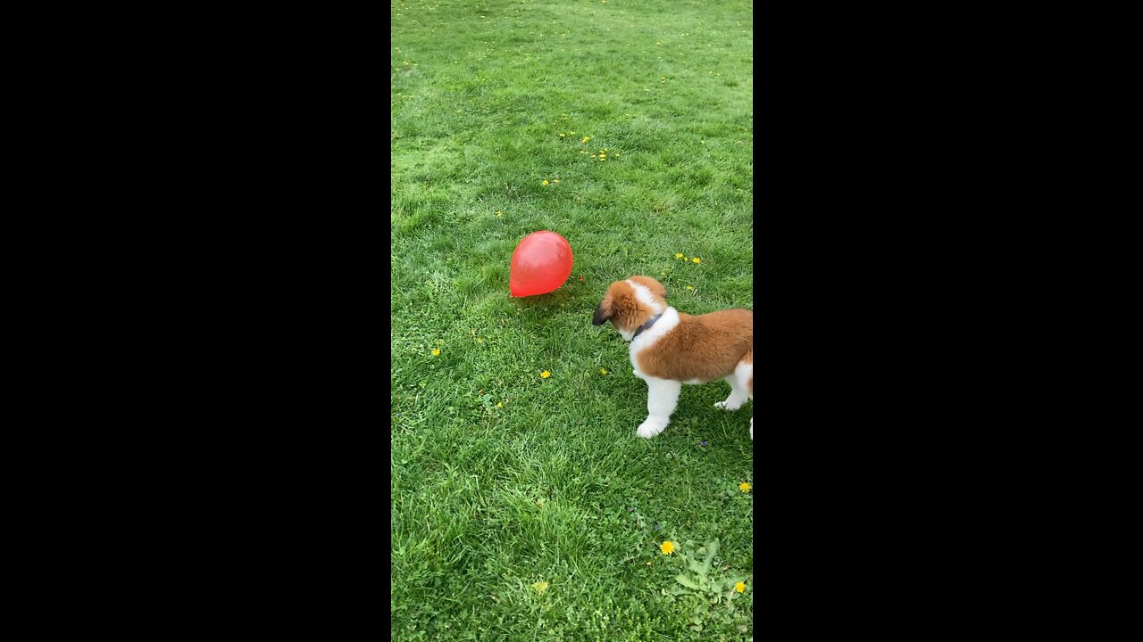 Puppy vs Ballon