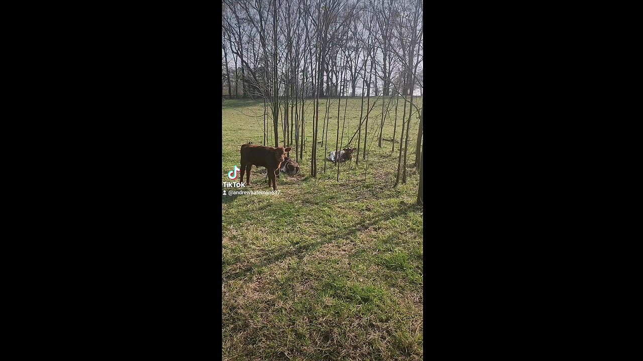 Three baby calves chilling.