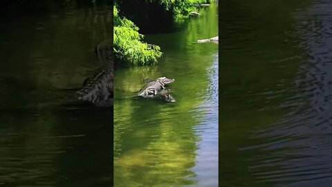 Alligator Hitching a Ride #LaDeDa #gator #alligator #riding #lazygator #gatorland #florida #shorts