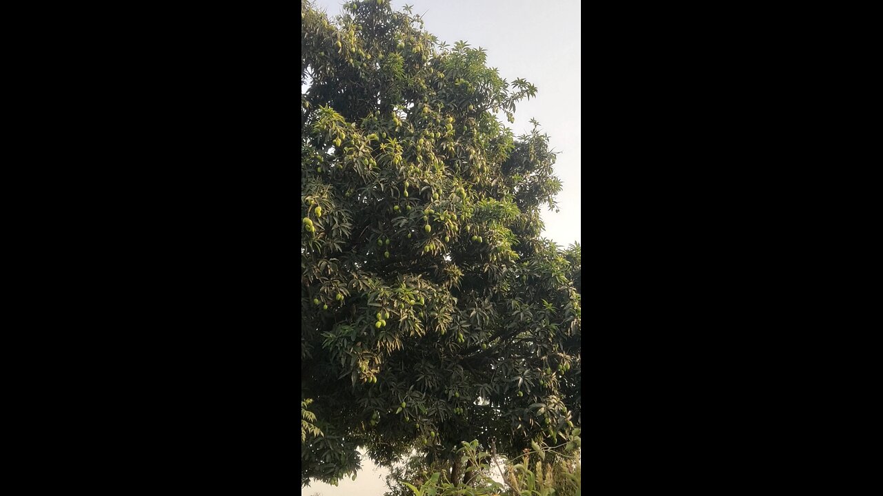 mango Tree 🎄