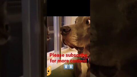 Wow How cute 😂❤️ please get this viral | #viral | #funnydogs | #trending | #shorts