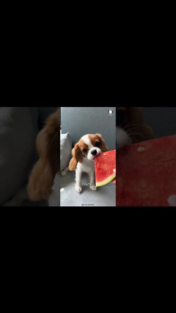 Cavaliers 💔 The Heartbreaking Truth about Cavaliers!